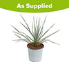 Yucca rostrata Yucca rostrata