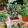 Half Standard Olive Tree