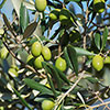Half Standard Olive Tree