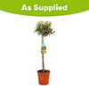 Half Standard Olive Tree