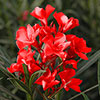 Premium Oleander Bushes - Pink, White, Yellow and Red