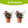 Bougainvillea Bush