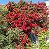 Bougainvillea Red on Trellis