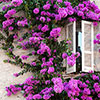 Bougainvillea Purple on Trellis
