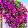 Bougainvillea Purple on Trellis