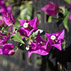 Bougainvillea Purple on Trellis
