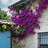 Bougainvillea Purple on Trellis
