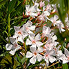 Tricolour Oleander Bush