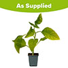 Brugmansia Pink Brugmansia Pink