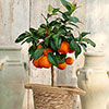 Citrus Red Lime Tree with Fruit Citrus Red Lime Tree with Fruit