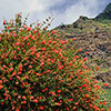 Callistemon viminalis Red Star