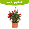 Callistemon viminalis Red Star