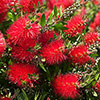 Callistemon viminalis Red Star Standard