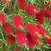 Callistemon viminalis Red Star Standards