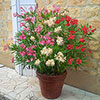 Tricolour Oleander Bushes