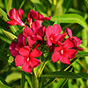Tricolour Oleander Bushes