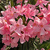 Tricolour Oleander Bushes