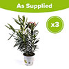 Tricolour Oleander Bushes