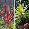 Colourful Cordyline Collection
