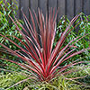 Colourful Cordyline Collection