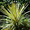 Colourful Cordyline Collection