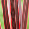 Colourful Cordyline Collection