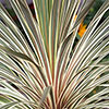 Colourful Cordyline Collection