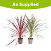 Colourful Cordyline Collection