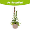 Echium Red Feathers