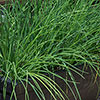 Herb Chives