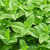 Herb Garden Mint