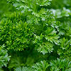 Herb Curly Leaf Parsley