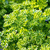 Herb Curly Leaf Parsley