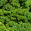 Herb Curly Leaf Parsley