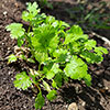 Herb Coriander