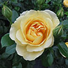 Harkness Rose Golden 50th Wedding Anniversary �