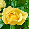 Harkness Rose Golden 50th Wedding Anniversary �