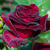 Rose Black Baccara Rose Black Baccara