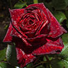 Rose Black Baccara Rose Black Baccara