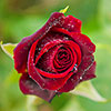 Rose Black Baccara Rose Black Baccara