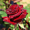 Rose Black Baccara Rose Black Baccara