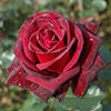 Rose Black Baccara Rose Black Baccara