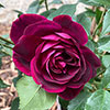 Rose Burgundy Ice