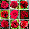 Personalise Your Own Red Rose Personalise Your Own Red Rose