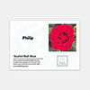 Personalise Your Own Red Rose Personalise Your Own Red Rose