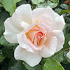 Harkness Rose At Peace Apricot �