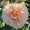 Harkness Rose At Peace Apricot �