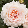 Harkness Rose At Peace Apricot �