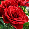 Harkness Rose Happy Birthday Red �