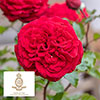 Harkness Rose Chelsea Pensioner �